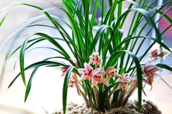 蘭花怎么過冬,蘭花安全越冬4大要點