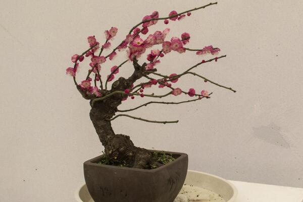梅花盆景如何換盆,春季換盆成活率最高