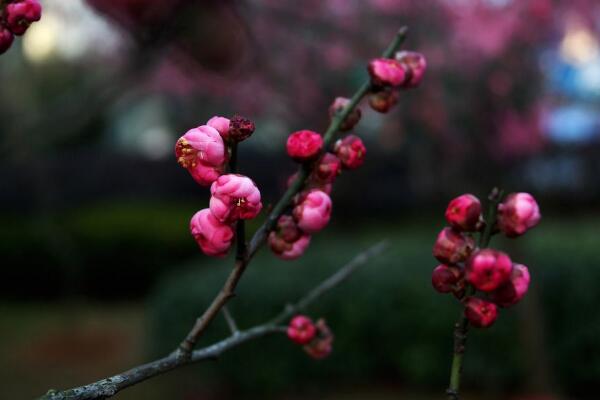 梅花為什么掉葉子,梅花掉葉子原因以及解決方法