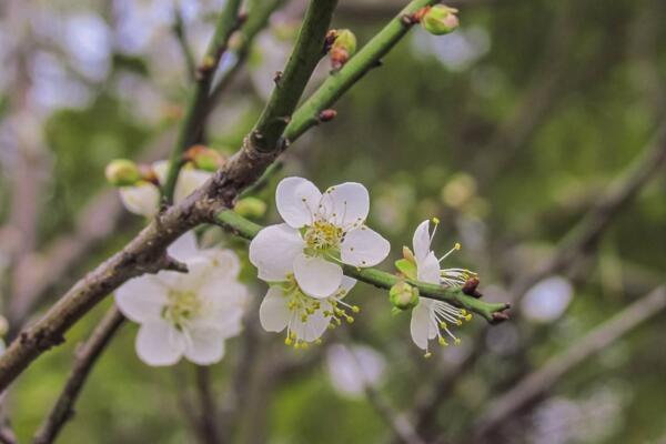梅花為什么掉葉子,梅花掉葉子原因以及解決方法