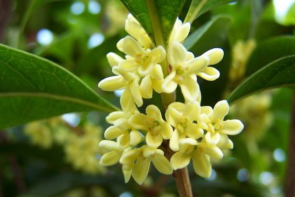 家里為什么不能種桂花,寓意不吉香味過濃