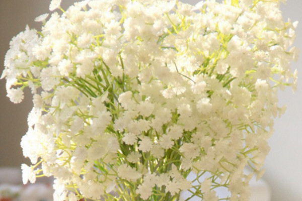 滿天星鮮花怎么保存,水養(yǎng)保存/風(fēng)干保存