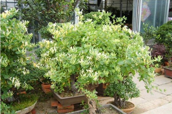金銀花盆栽養(yǎng)殖方法和注意事項(xiàng),澆水見干見濕需遮蔽強(qiáng)光