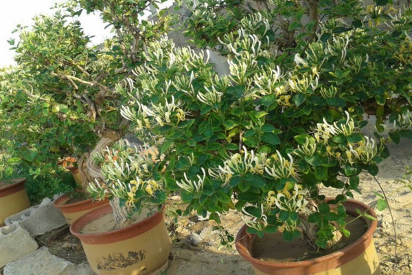 金銀花盆栽養(yǎng)殖方法和注意事項(xiàng),澆水見干見濕需遮蔽強(qiáng)光
