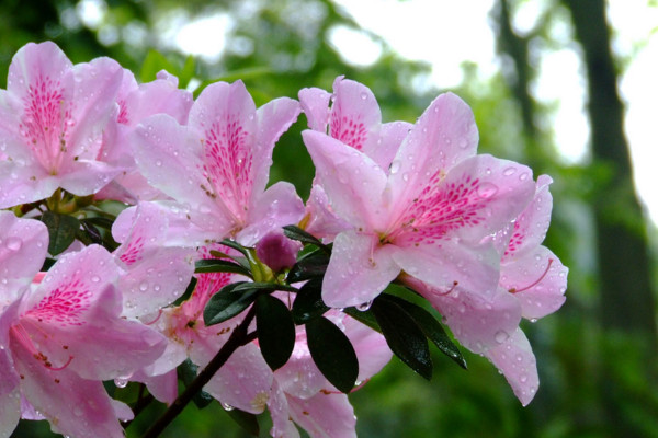杜鵑花葉子發黑干枯怎么辦,適當停止澆水遮蔽強光