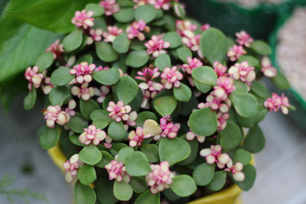 金枝玉葉怎么養(yǎng)才開花,保持晝夜溫差在10℃左右