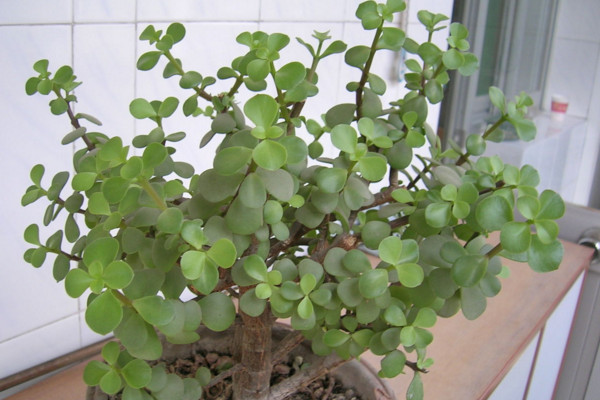 金枝玉葉怎么養(yǎng)才開花,保持晝夜溫差在10℃左右