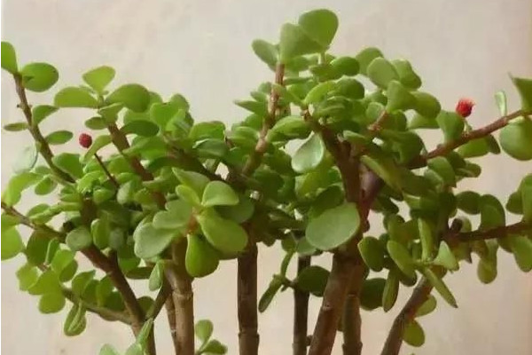 金枝玉葉怎么養(yǎng)才開花,保持晝夜溫差在10℃左右