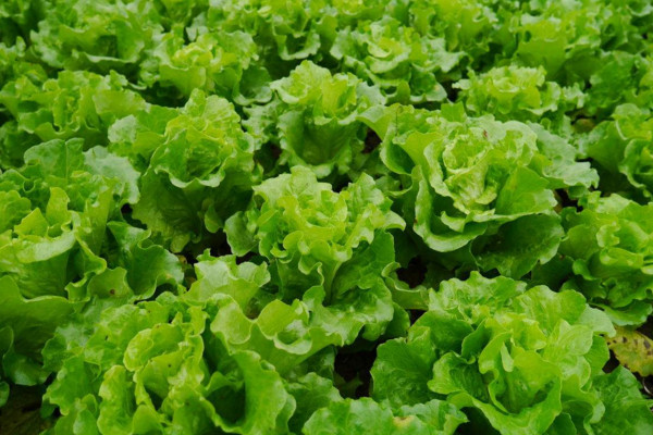 生菜種植時間和方法,每年10~12月份種植最佳