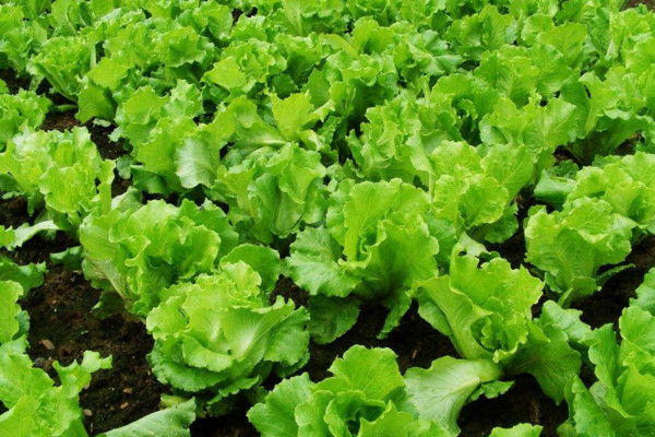 生菜種植時間和方法,每年10~12月份種植最佳