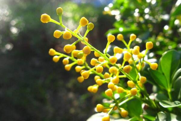 米蘭落葉怎么辦,加強光照并控制澆水