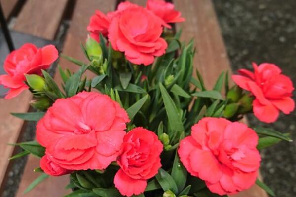 盆栽山茶花怎么養,茶花日常養護5大技巧