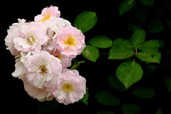 薔薇不開花怎么辦,加強光照并補充養分