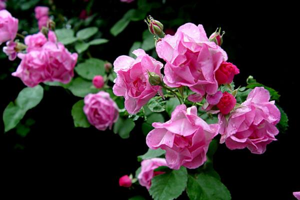 薔薇不開花怎么辦,加強光照并補充養分