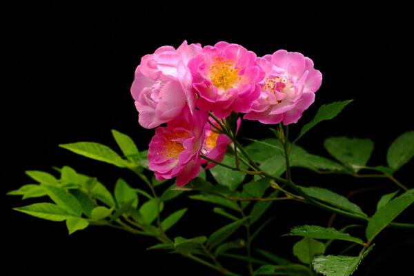薔薇不開花怎么辦,加強光照并補充養分