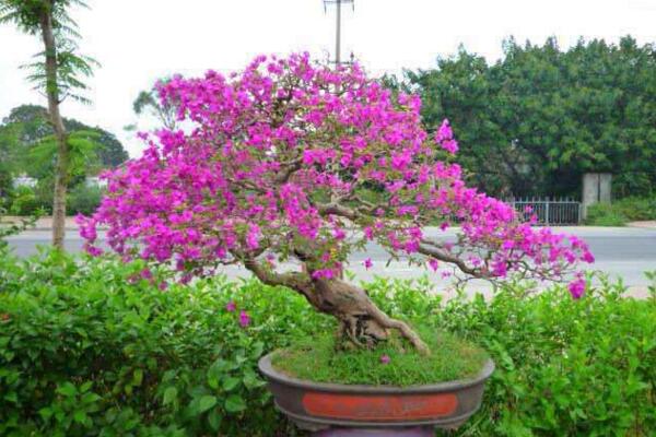 三角梅冬天落葉嗎,溫度過低導致植株葉片掉落