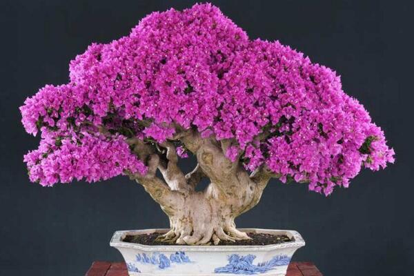 三角梅冬天落葉嗎,溫度過低導致植株葉片掉落