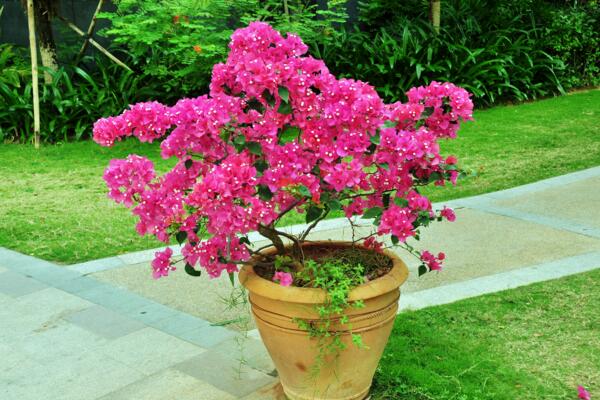 三角梅冬天落葉嗎,溫度過低導致植株葉片掉落