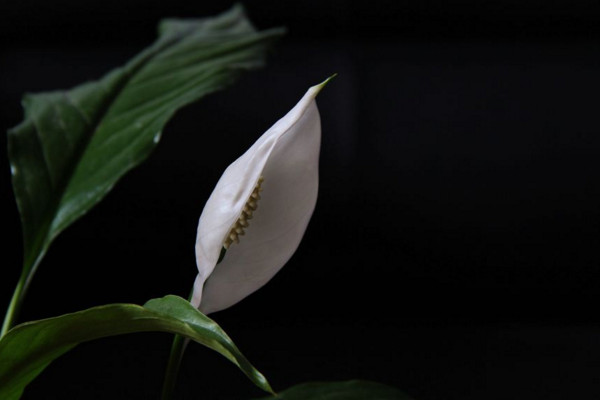 一帆風(fēng)順的葉子尖干枯怎么辦,可更換盆土或進(jìn)行通風(fēng)