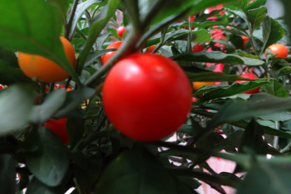 珊瑚豆的養殖方法,生長期每月施一次氮肥