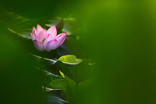 蓮花的花語,純潔/愛情/和美/友誼