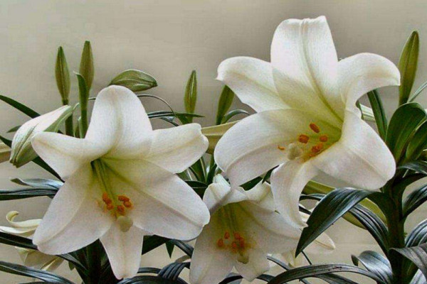 百合花放在臥室好嗎,不好/花香過濃容易導致過敏