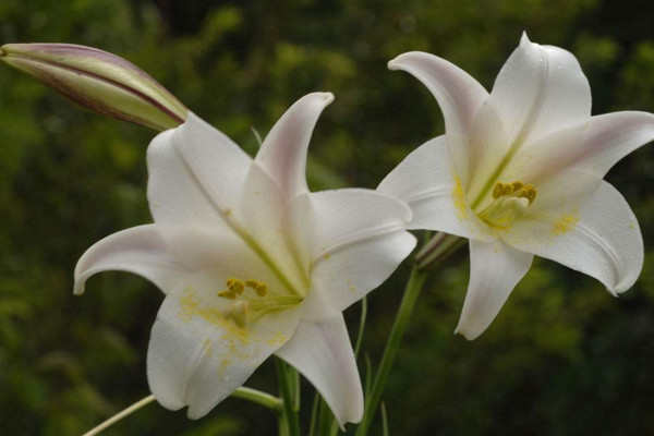 百合花放在臥室好嗎,不好/花香過濃容易導致過敏