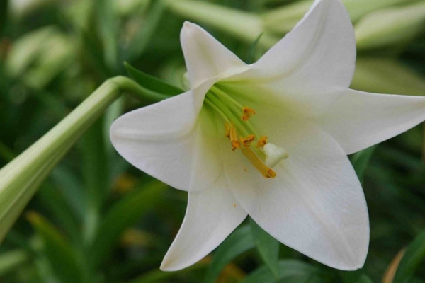 百合花放在臥室好嗎,不好/花香過濃容易導致過敏