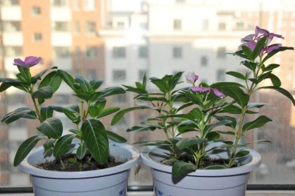 四季梅在室內養開花嗎,可以開花必須要保證光照充足