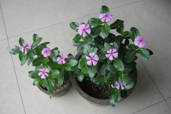 四季梅在室內養開花嗎,可以開花必須要保證光照充足