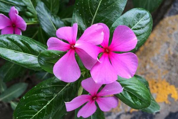 四季梅在室內養開花嗎,可以開花必須要保證光照充足
