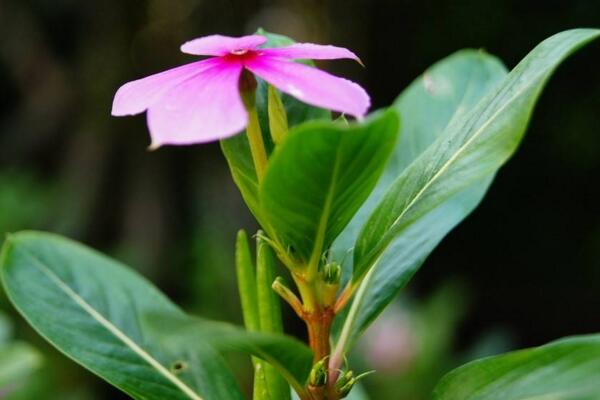 四季梅在室內養開花嗎,可以開花必須要保證光照充足