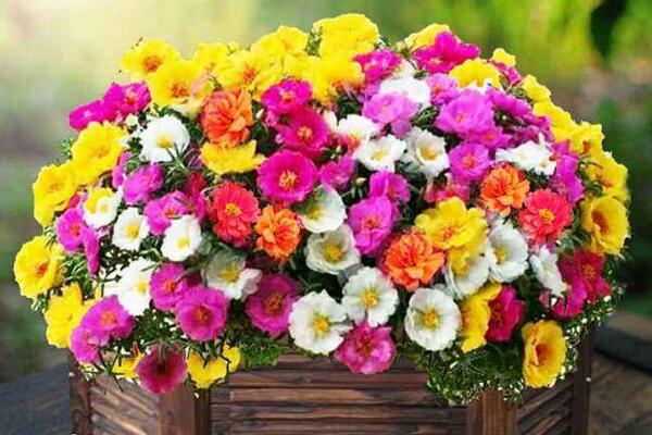 太陽花為什么不開花,可能是因為光照、養分不足導致