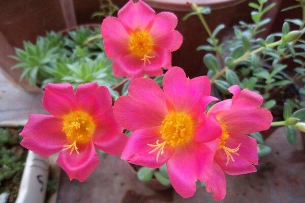 太陽花為什么不開花,可能是因為光照、養分不足導致