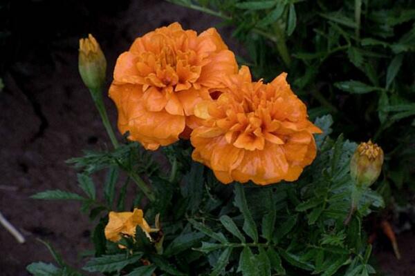 萬壽菊種植方法,春秋季種植成活率最高