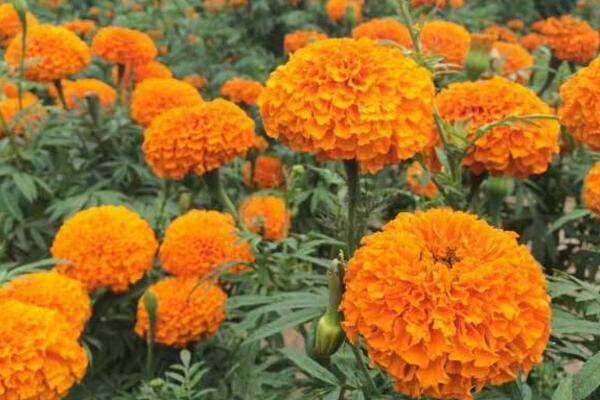萬壽菊種植方法,春秋季種植成活率最高