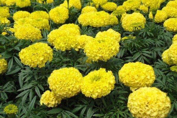 萬壽菊種植方法,春秋季種植成活率最高