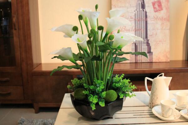 馬蹄蓮開花后怎么處理,花后1~2周進行修剪