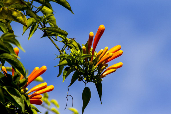 炮仗花有毒嗎,沒有毒性可以放在室內養護