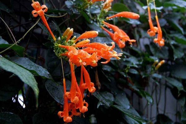 炮仗花有毒嗎,沒有毒性可以放在室內養護