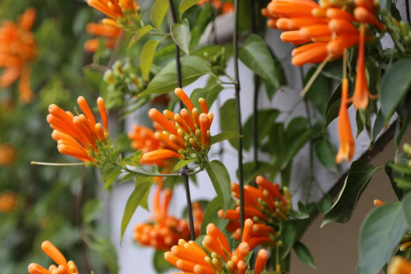 炮仗花有毒嗎,沒有毒性可以放在室內養護