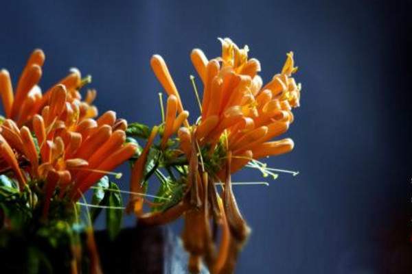 炮仗花有毒嗎,沒有毒性可以放在室內養護