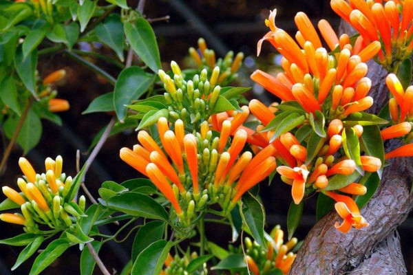 炮仗花有毒嗎,沒有毒性可以放在室內養護