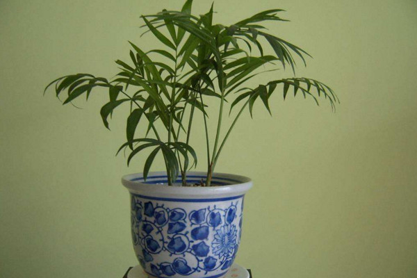 盆栽佛肚竹怎么修剪,佛肚竹修剪要點以及注意事項