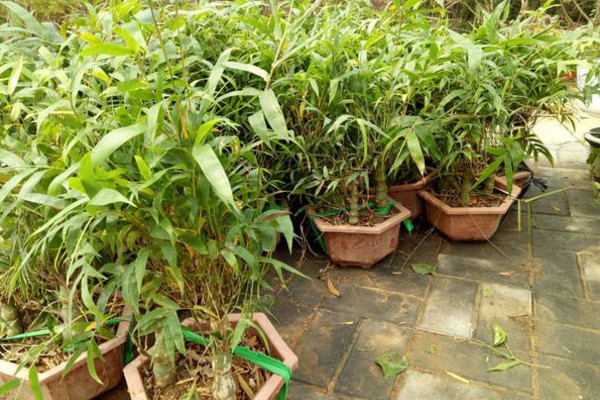盆栽佛肚竹怎么修剪,佛肚竹修剪要點以及注意事項