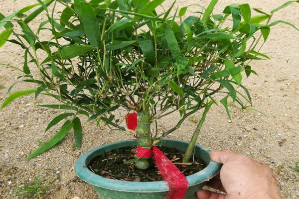 盆栽佛肚竹怎么修剪,佛肚竹修剪要點以及注意事項