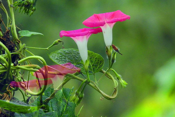 牽牛花傳播種子的方法,通過風和鳥類進行傳播