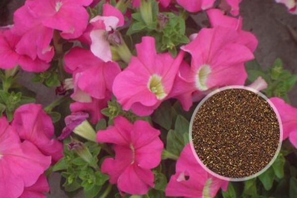 牽牛花傳播種子的方法,通過風和鳥類進行傳播