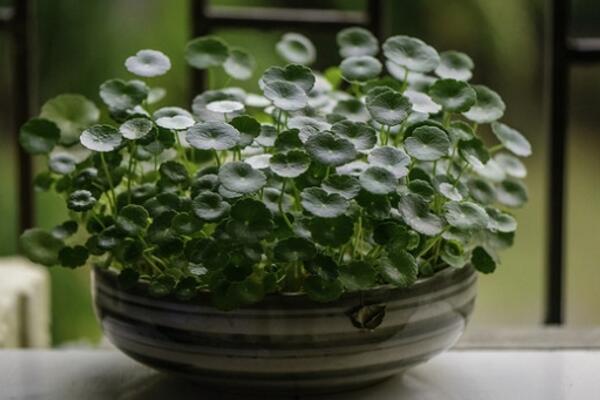 銅錢草冬天怎么養,及時搬入室內進行保暖