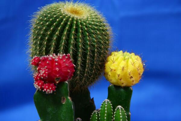 仙人球開花后怎么處理,保證光照充足并減少澆水